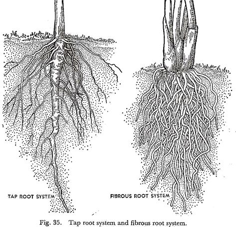 Tap Root and Fibrous Root System Diagram